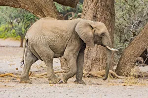 A desert elephant in Damaraland, Namibia