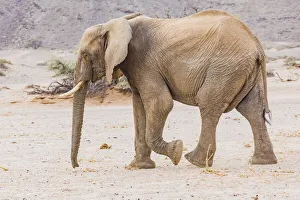 Namibia Prints: A desert elephant in Damaraland, Namibia