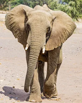Namibia Prints: A desert elephant in Damaraland, Namibia