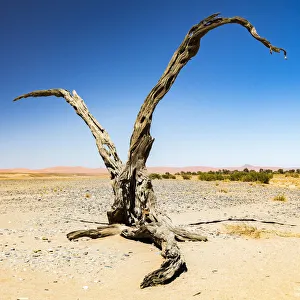 Plant Prints: Desert scenery in Namib-Naukluft National Park, Namibia
