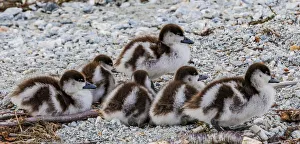 Editor's Picks: Ducklings on the shore of Lake Wanaka in Otago, New Zealand