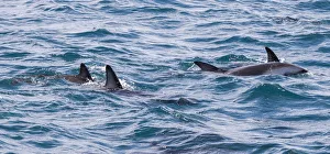 : Dusky dophins at Kaikoura in Canterbury, New Zealand