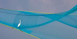 India Prints: An egret in a fishing net at Fort Kochi in Kerala, India