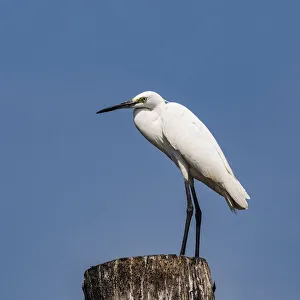 India Prints: An egret at Kollam in Kerala, India