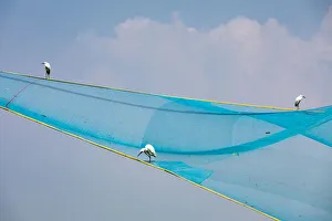 India Prints: Egrets in a fishing net at Fort Kochi in Kerala, India