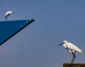 India Prints: Two egrets at Kollam in Kerala, India