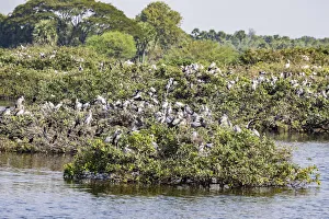 India Prints: Egrets resting in the trees at the Vedantangal Bird Sanctuary in Tamil Nadu, India