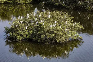 India Prints: Egrets resting in the trees at the Vedantangal Bird Sanctuary in Tamil Nadu, India