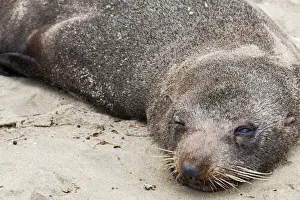 : A fur seal at Moeriki in Otago, New Zealand