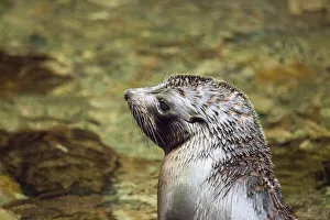 : A fur seal pup at Ohau in Canterbury, New Zealand