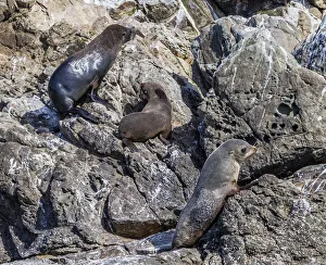 : Fur seals at Kaikoura in Canterbury, New Zealand