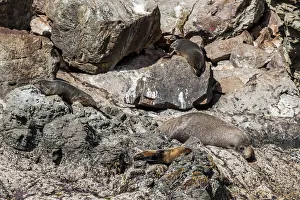 : Fur seals at Kaikoura in Canterbury, New Zealand