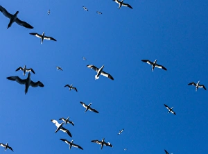 Gannets at St Kilda, Scotland