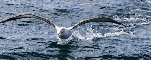 : A Gibson`s wandering albatross at Kaikoura in Canterbury, New Zealand