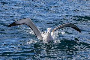 : A Gibson`s wandering albatross at Kaikoura in Canterbury, New Zealand