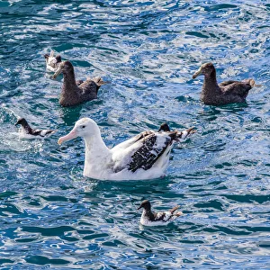 : A Gibson`s wandering albatross