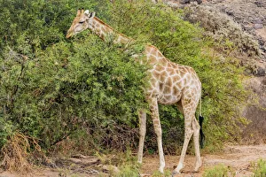 Plant Prints: A giraffe in Damaraland, Namibia