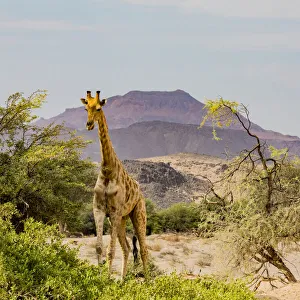Namibia Prints: A giraffe in Damaraland, Namibia