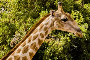 Namibia Prints: A giraffe in Damaraland, Namibia