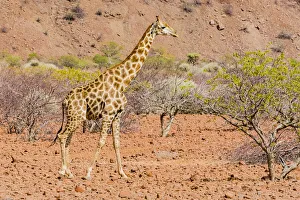 Namibia Prints: A giraffe in Damaraland, Namibia