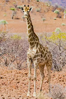 Desert Prints: A giraffe in Etosha National Park, Namibia