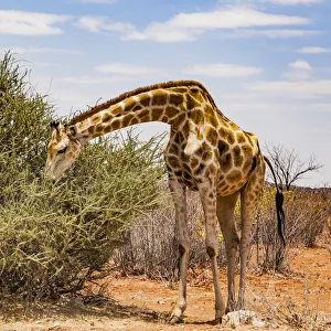 Namibia Prints: A giraffe in Etosha National Park, Namibia