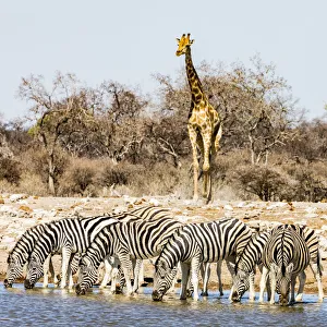 Editor's Picks: A giraffe and a group of zebras in Etosha National Park, Namibia