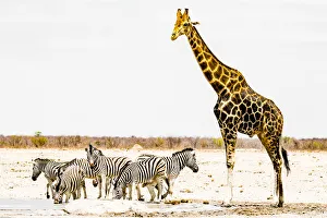 Namibia Prints: A giraffe and a group of zebras in Etosha National Park, Namibia