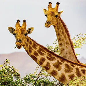 Trending: Two giraffes in Damaraland, Namibia
