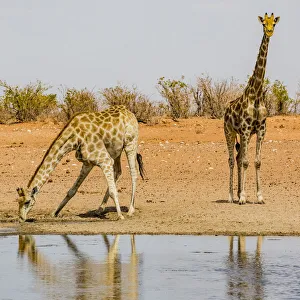 Plant Prints: Two giraffes in Etosha National Park, Namibia