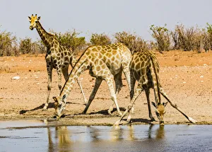 Namibia Prints: Three giraffes in Etosha National Park, Namibia