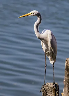 India Prints: A great egret at Fort Kochi in Kerala, India