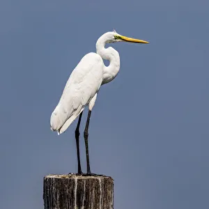 A great egret at Kollam in Kerala, India