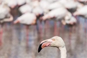 Nature Prints: A greater flamingo at the Pont de Gau Ornithological Park, France