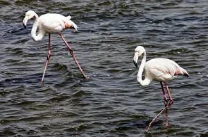 Marine Prints: Greater flamingos at Walvis Bay, Namibia