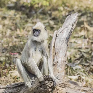 India Prints: A grey langur in the Mudumalai National Park in Tamil Nadu, India