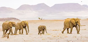 Nature Prints: A group of desert elephants in Damaraland, Namibia