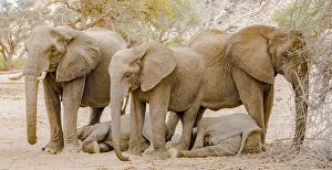 Namibia Prints: A group of desert elephants in Damaraland, Namibia