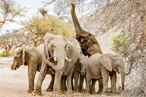 Namibia Prints: A group of desert elephants in Damaraland, Namibia