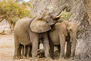 Namibia Prints: A group of desert elephants in Damaraland, Namibia