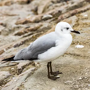 Marine Prints: A Hartlaub`s gull at Walvis Bay, Namibia