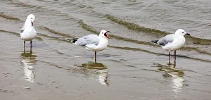 Marine Prints: Hartlaub`s gulls at Walvis Bay, Namibia