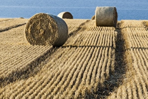 Agriculture Prints: Harvestime near the village of Cromarty in Scotland