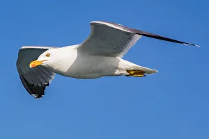 A herring gull off the island of Büyükada, one of the Princes` Islands near Istanbul, Turkey