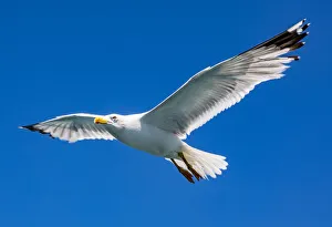 A herring gull off the island of Kinahada, one of the Princes` Islands near Istanbul, Turkey