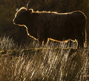 A highland cow at Glen Lonan in Argyll and Bute, Scotland