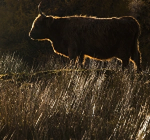 A highland cow at Glen Lonan in Argyll and Bute, Scotland