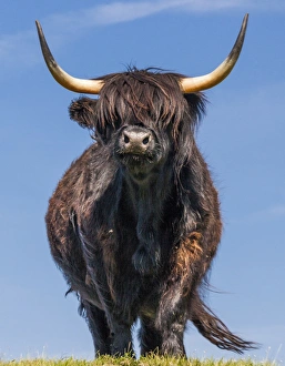 Nature Prints: A highland cow in Lewis, Scotland