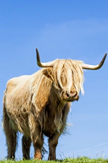 Images Dated 2013: A highland cow in Lewis, Scotland