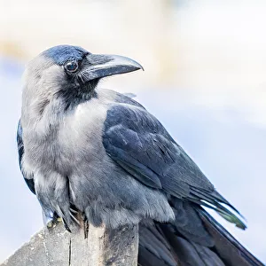 India Prints: A house crow at Fort Kochi in Kerala, India